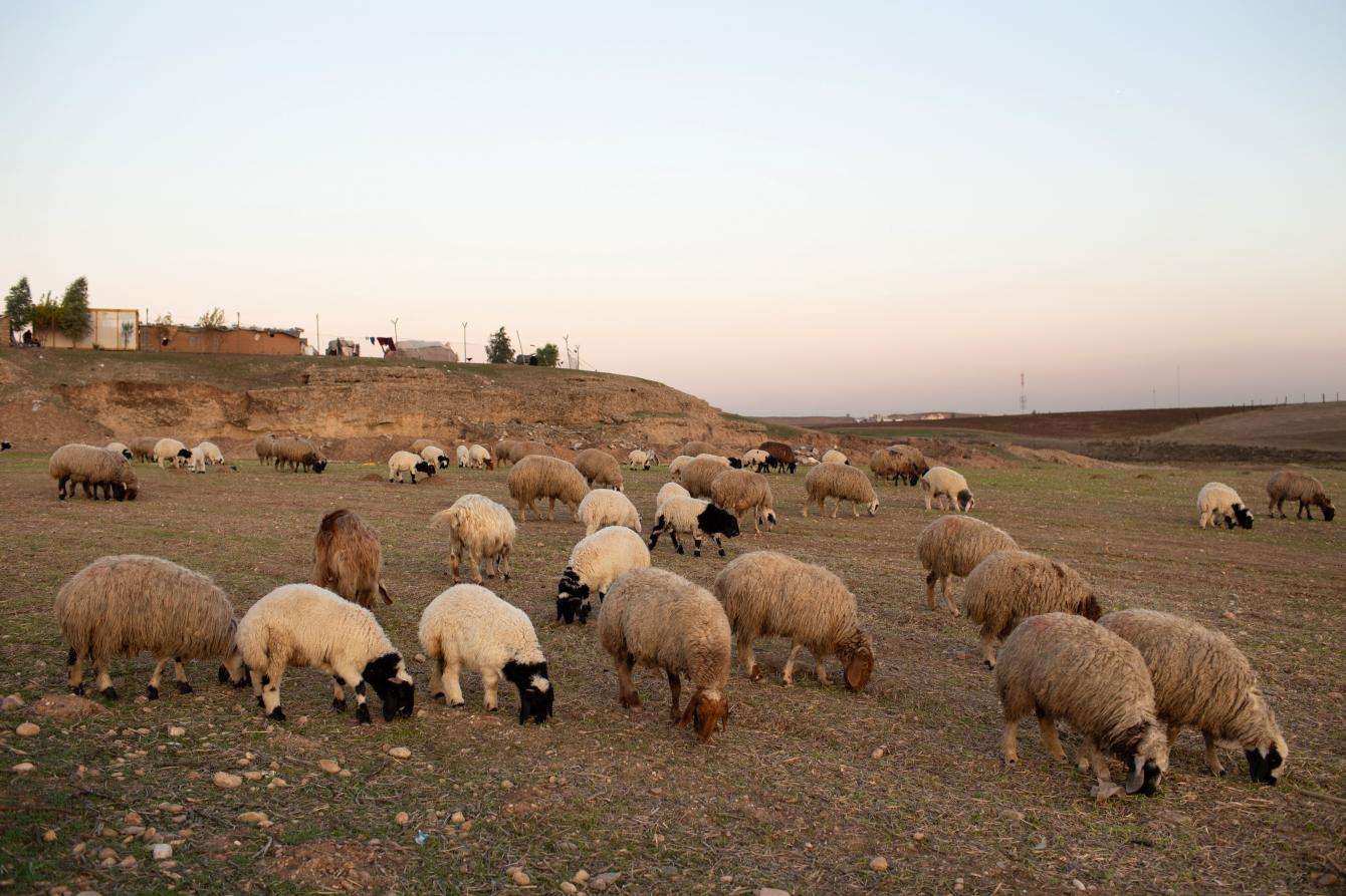 A field of sheep